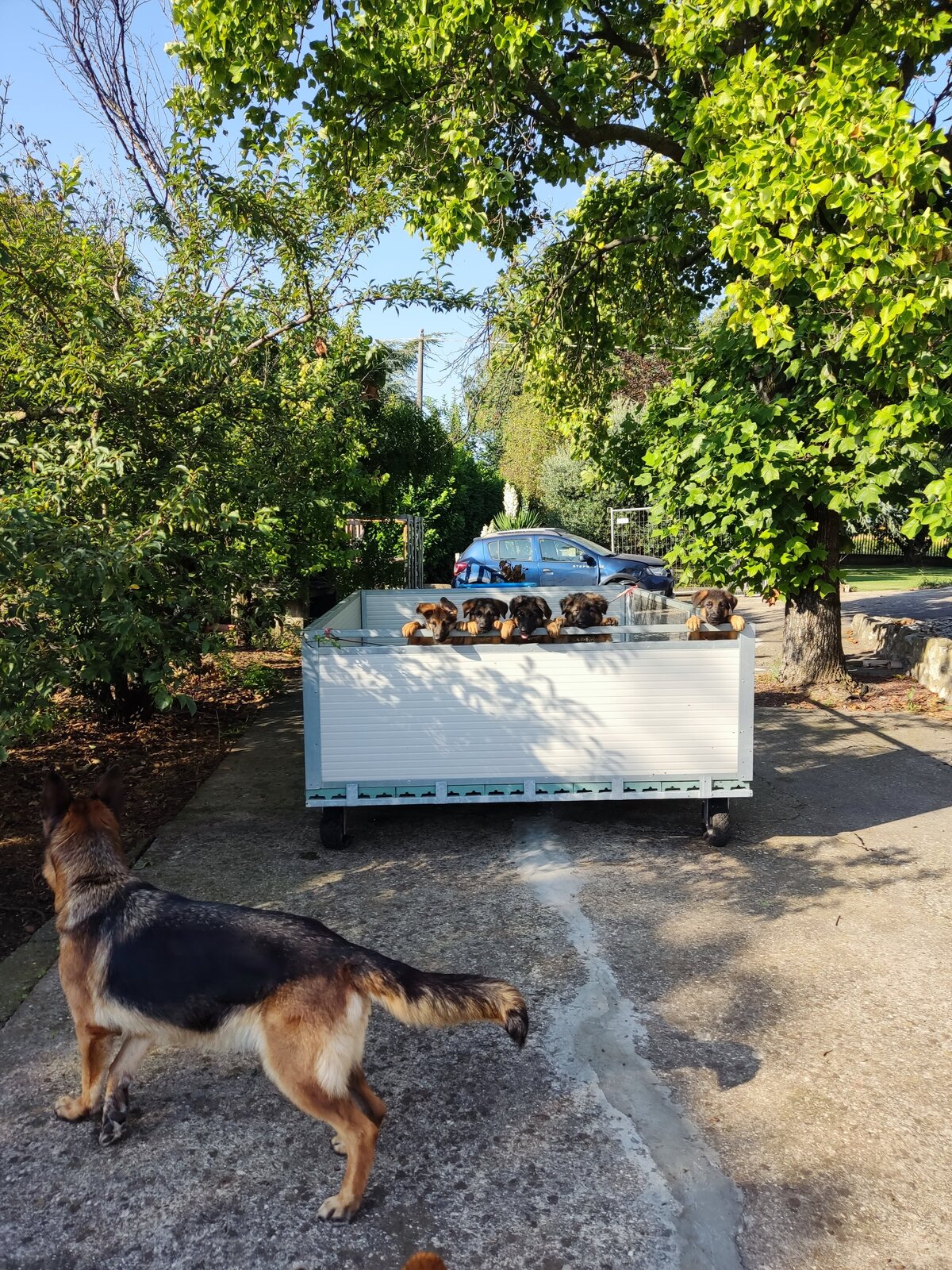 I cuccioli nel carrello, sotto le piante.