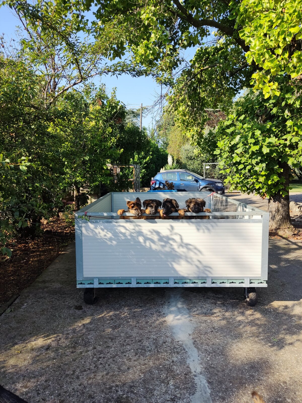Crescono insieme, in giardino.