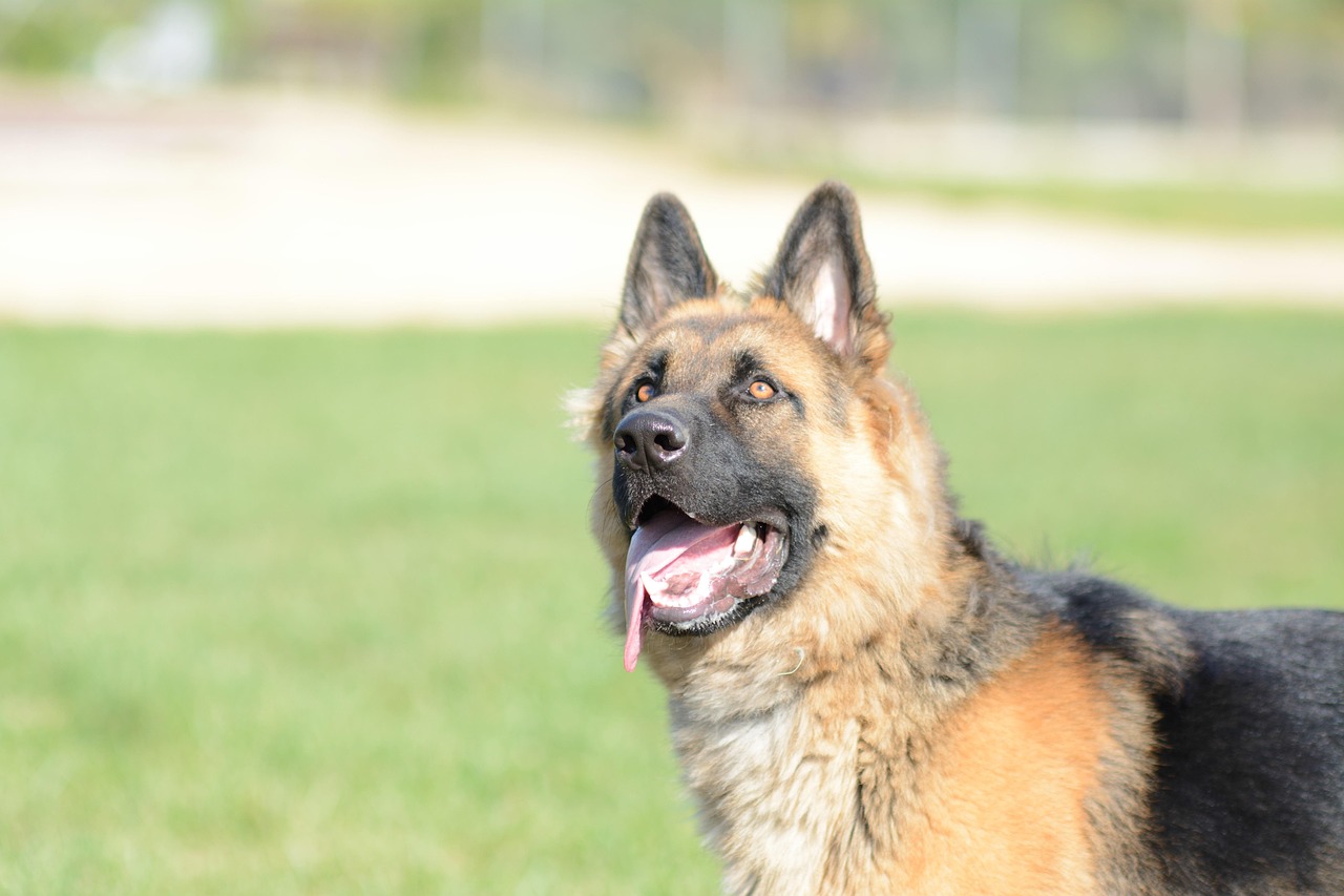Addestramento Avanzato Cane Fidelis Verona — binomio agonistico