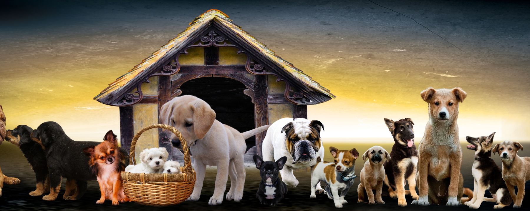 Puppy Class